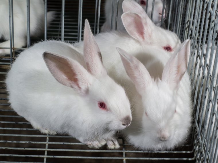 Siemens Healthineers Schweiz und Neovii Pharmaceuticals AG ignorieren die Forderung nach tierfreien Antikörpern