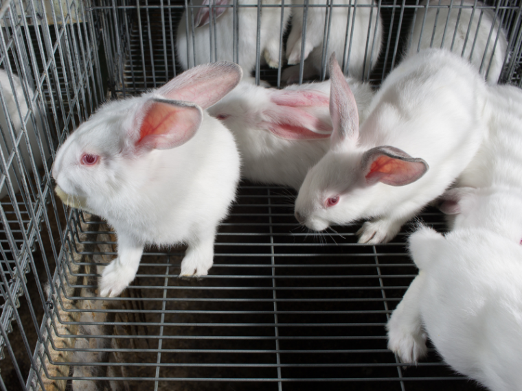 Tierschutzorganisationen fordern: Keine Verwendung tierquälerisch erzeugter Antikörper in der Pharmaindustrie