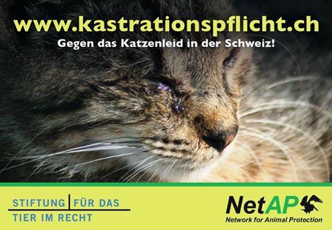 Kastrationspflicht Freigänger-Katzen Kampagne