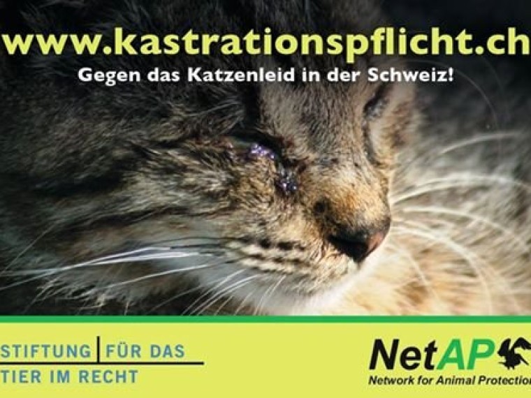 TIR enttäuscht: Grosser Rat des Kantons Bern lehnt eine Kastrationspflicht für Freigänger-Katzen ab