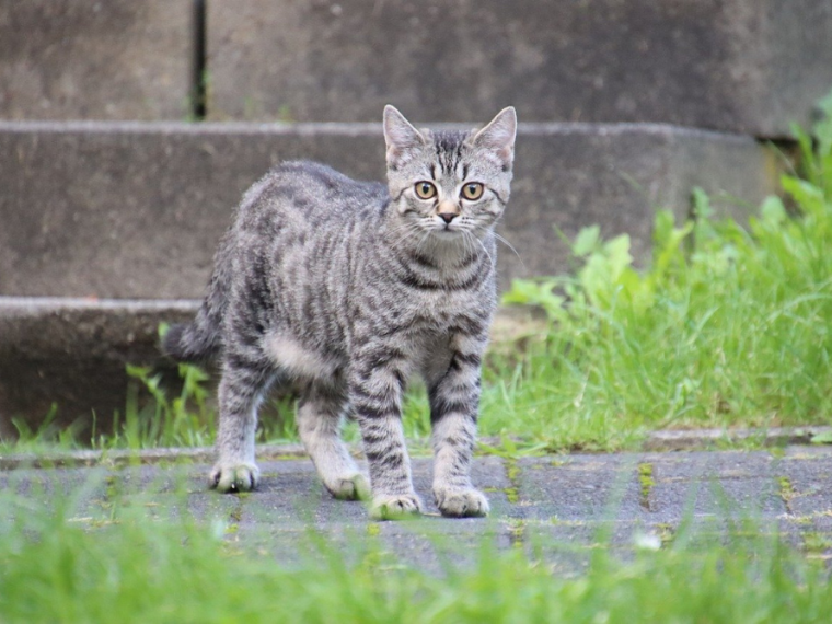 Keine Chippflicht für Katzen – Nationalrat stoppt Vorstoss
