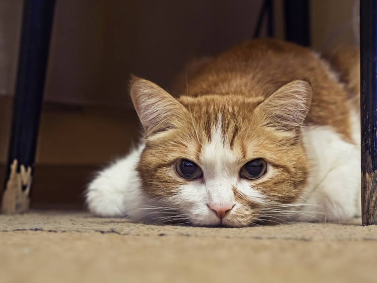 Stress und Angst am 1. August – TIR bittet um Rücksichtnahme für die Tiere