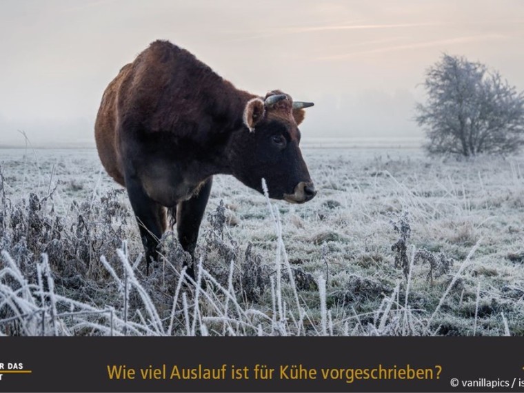 TIR-Kalender 2020 – Tierschutzrechtliche Frage im November