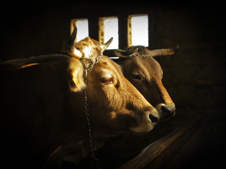 TIR begrüsst Urteil des Bundesgerichts betreffend unbeschränktes Tierhalteverbot gegen einen Landwirt
