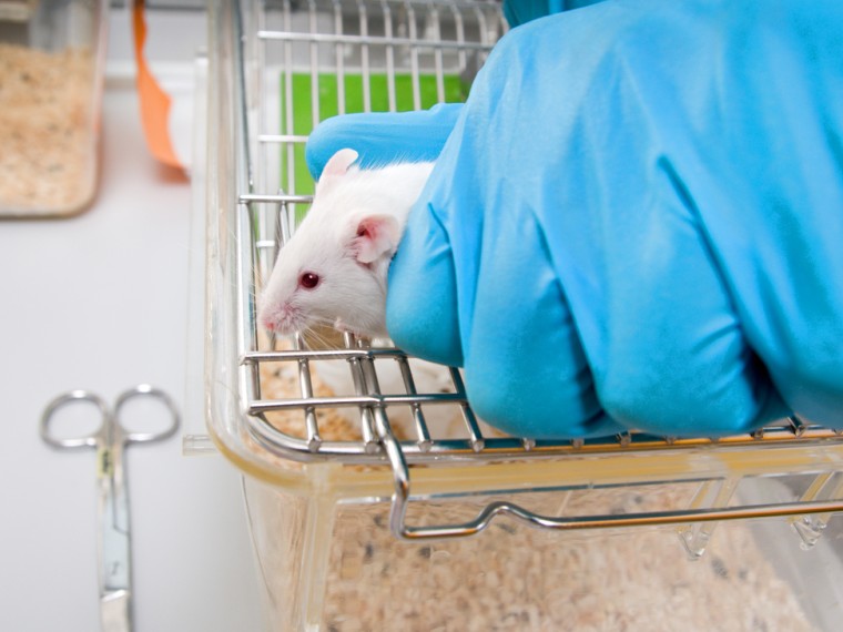 TIR enttäuscht – Nationalrat lehnt Verbot schwerbelastender Tierversuche ab