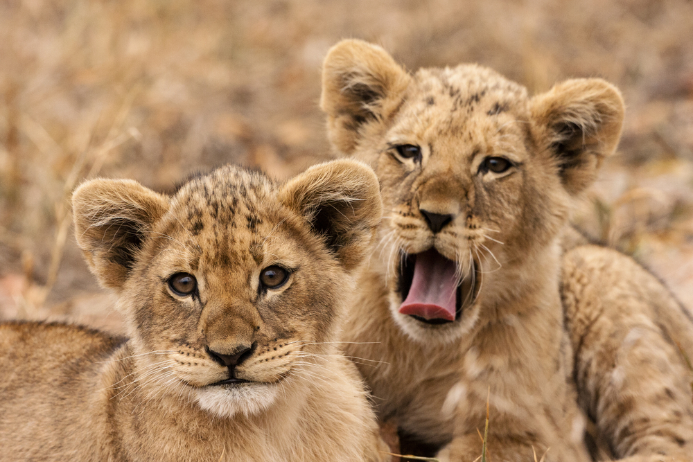 Löwenbabys Gatterjagd.JPG