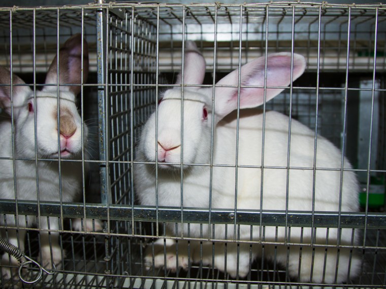 TIR erfreut: Europäisches Parlament stimmt für mehr Tierschutz in der Mastkaninchenhaltung