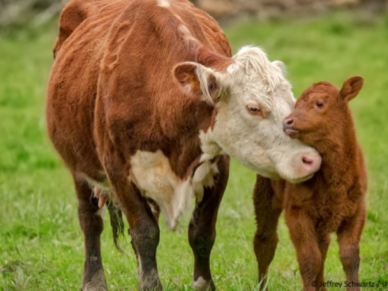 Milchüberschuss in der Schweiz: Wie die muttergebundene Kälberaufzucht Teil der Lösung sein kann
