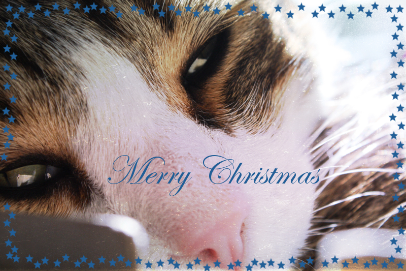 MysticImage-Christmas.png