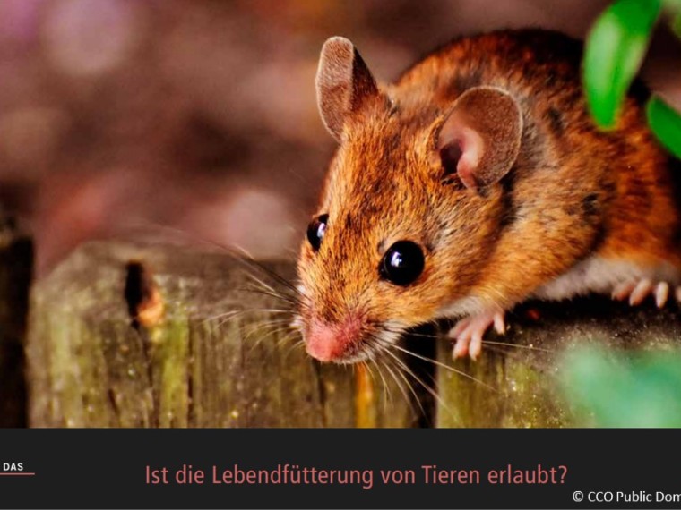 TIR-Kalender 2021 – Tierschutzrechtliche Frage im März