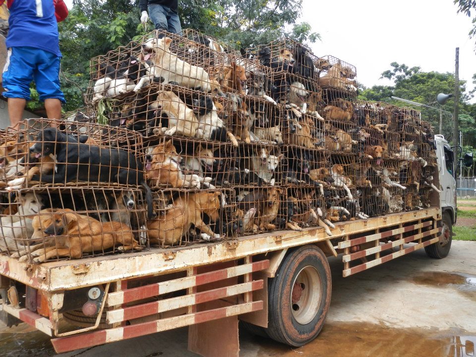 NetAP_SoiDog_DogMeatTrade.jpg