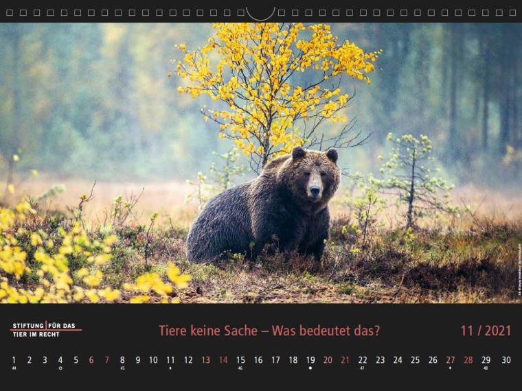 TIR-Kalender 2021 – Tierschutzrechtliche Frage im November