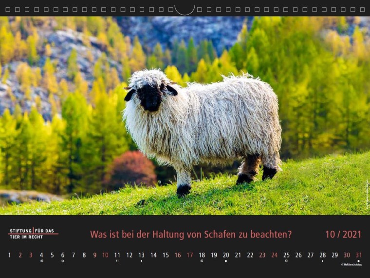 TIR-Kalender 2021 – Tierschutzrechtliche Frage im Oktober