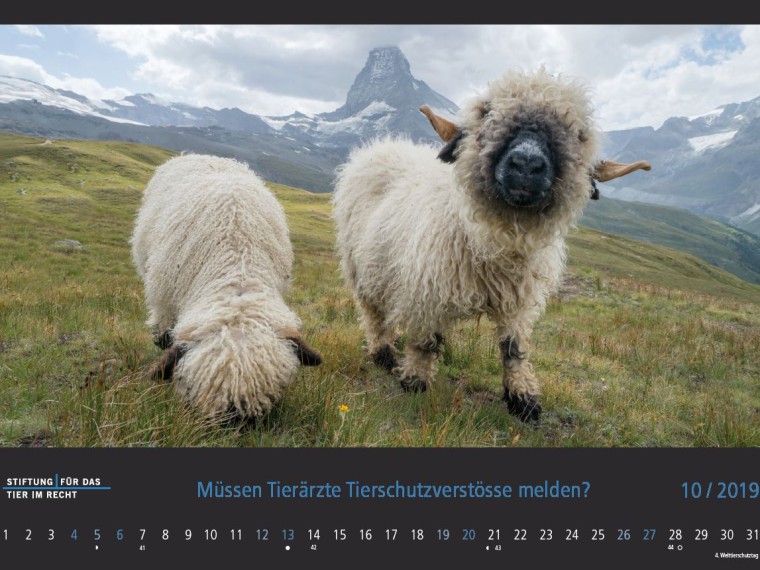 TIR-Kalender 2019 – Tierschutzrechtliche Frage im Oktober