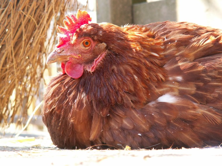 Eierkonsum erneut auf Höchststand – Tierwohl wird wenig Bedeutung zugemessen