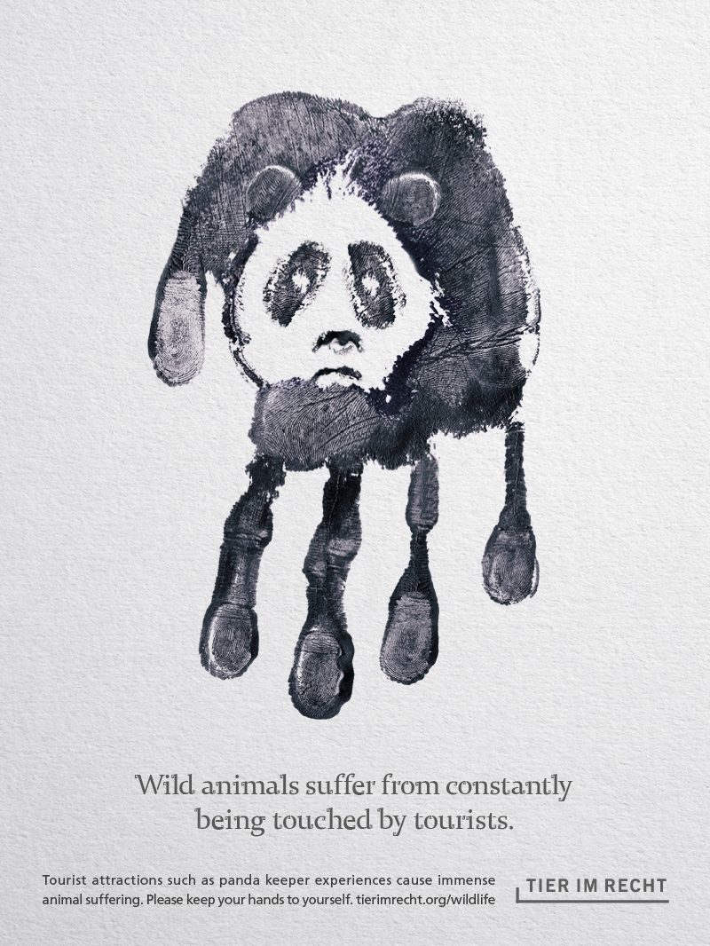 Panda Englisch Wild animals suffer from constantly being touched by tourists