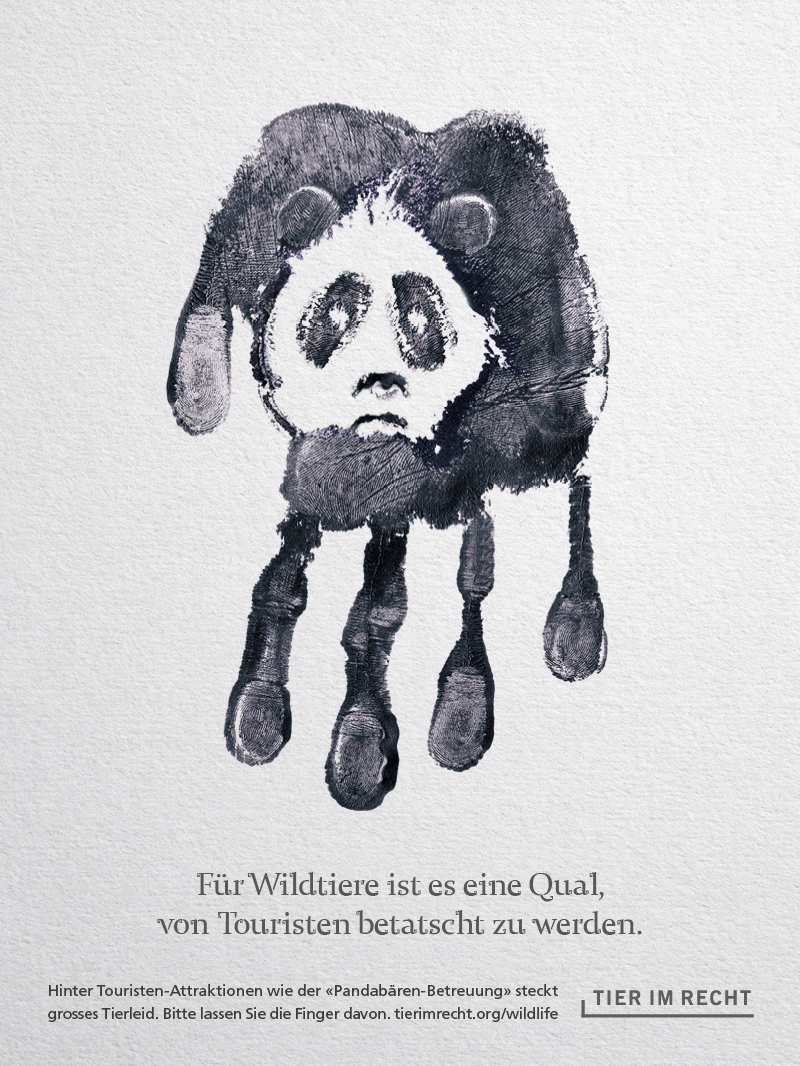 Panda Für Wildtiere ist es eine Qual, von Touristen betatscht zu werden