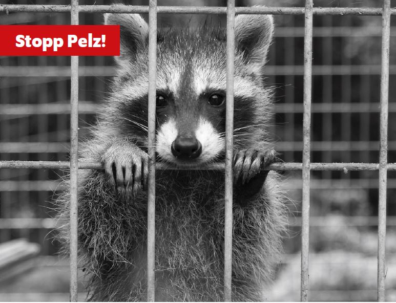 Waschbär Pelzkampagne Friendsmail