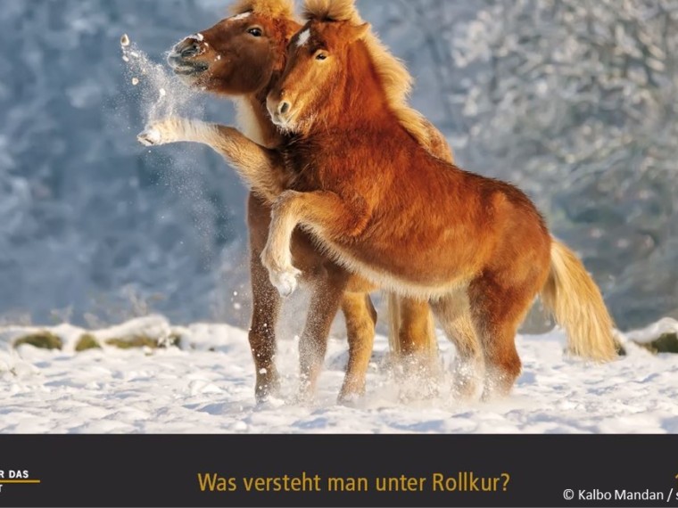 TIR-Kalender 2020 – Tierschutzrechtliche Frage im Dezember