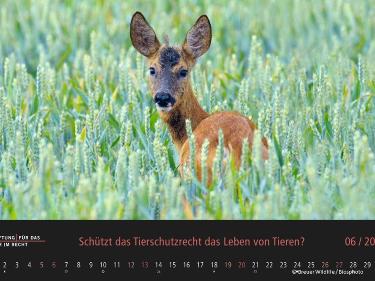 TIR-Kalender 2021 – Tierschutzrechtliche Frage im Juni