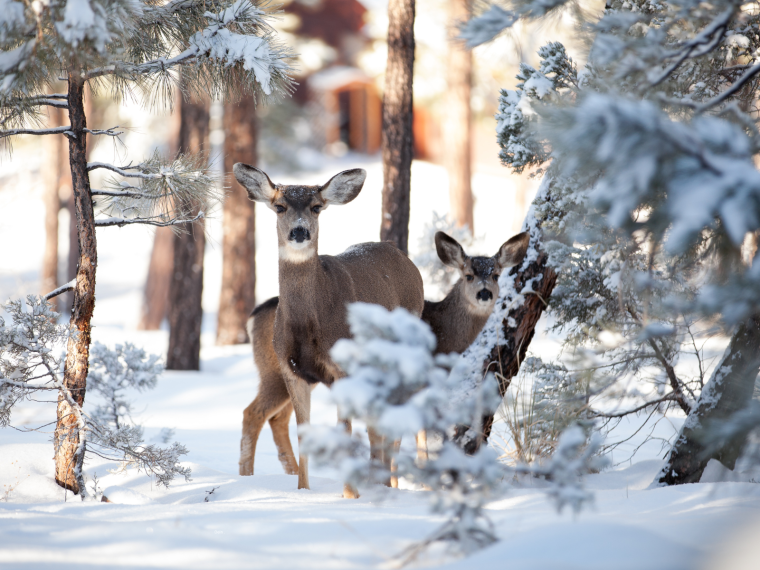 TIR mahnt zu Vorsicht bei Wildtierfütterung im Winter