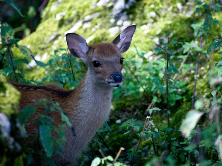 TIR informiert: Rücksicht auf Wildtiere bei Aktivitäten im Wald