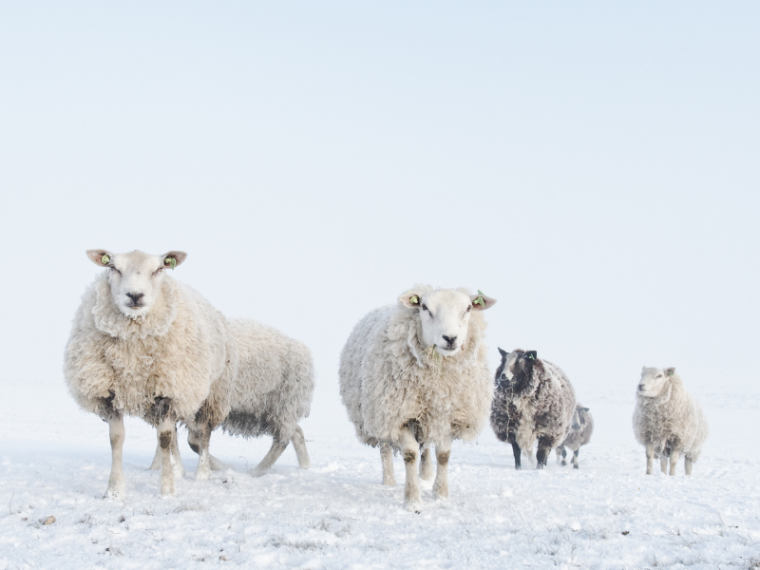 Die TIR informiert: Was gilt, wenn Tiere im Winter im Freien gehalten werden?