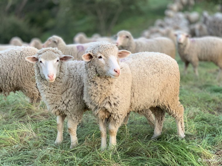 Neue Tierschutzvorschriften ab Februar 2025