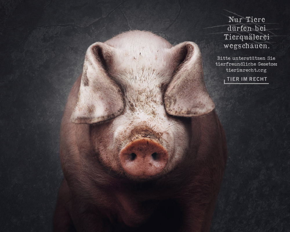 Nur Tiere dürfen bei Tierquälerei wegschauen, Schwein Querformat