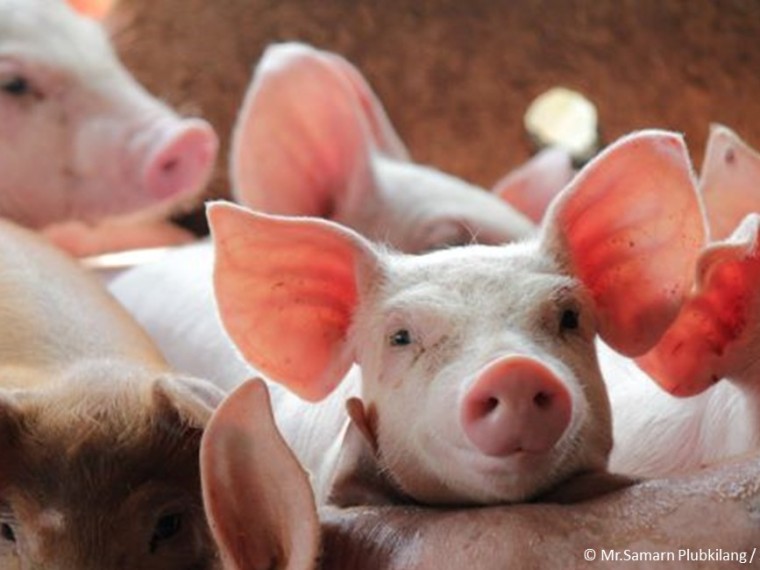 Ständerat setzt bei der Schlachtung von Tieren weiterhin auf Vertrauen statt auf Kontrolle der Tierschutzkonformität