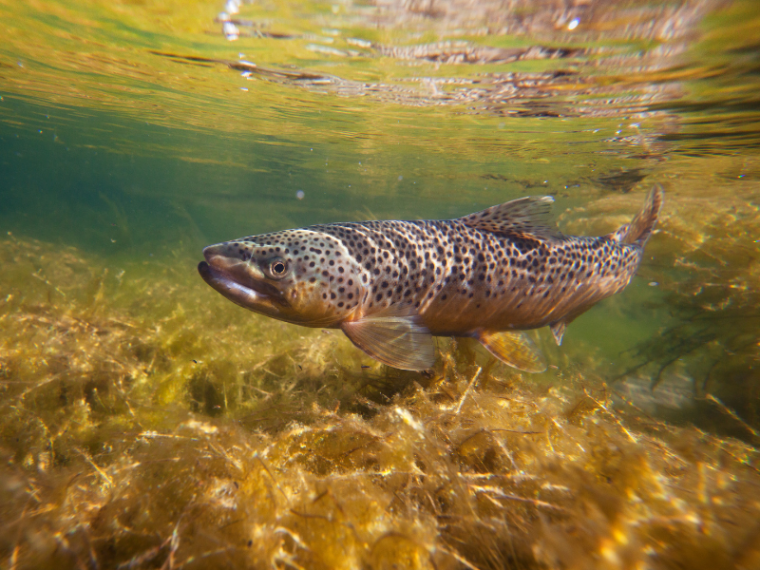 TIR erfreut: Nationalrat nimmt Motion für einen Aktionsplan Fische an
