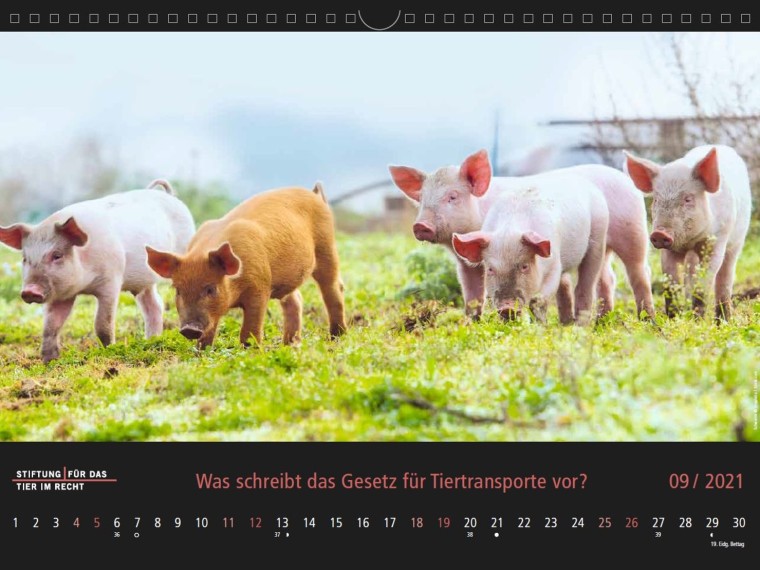 TIR-Kalender 2021 – Tierschutzrechtliche Frage im September