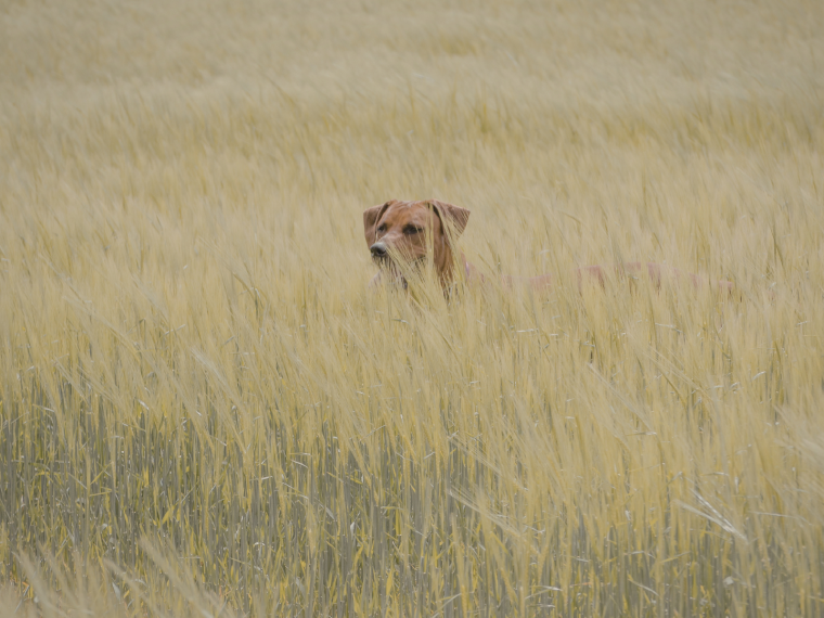 Grannen, Prozessionsspinner oder Blaualgen – der Sommer birgt einige Gefahren für Hunde