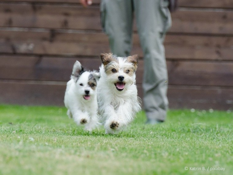 TIR reicht Stellungnahme zur neuen Zürcher Hundeverordnung ein