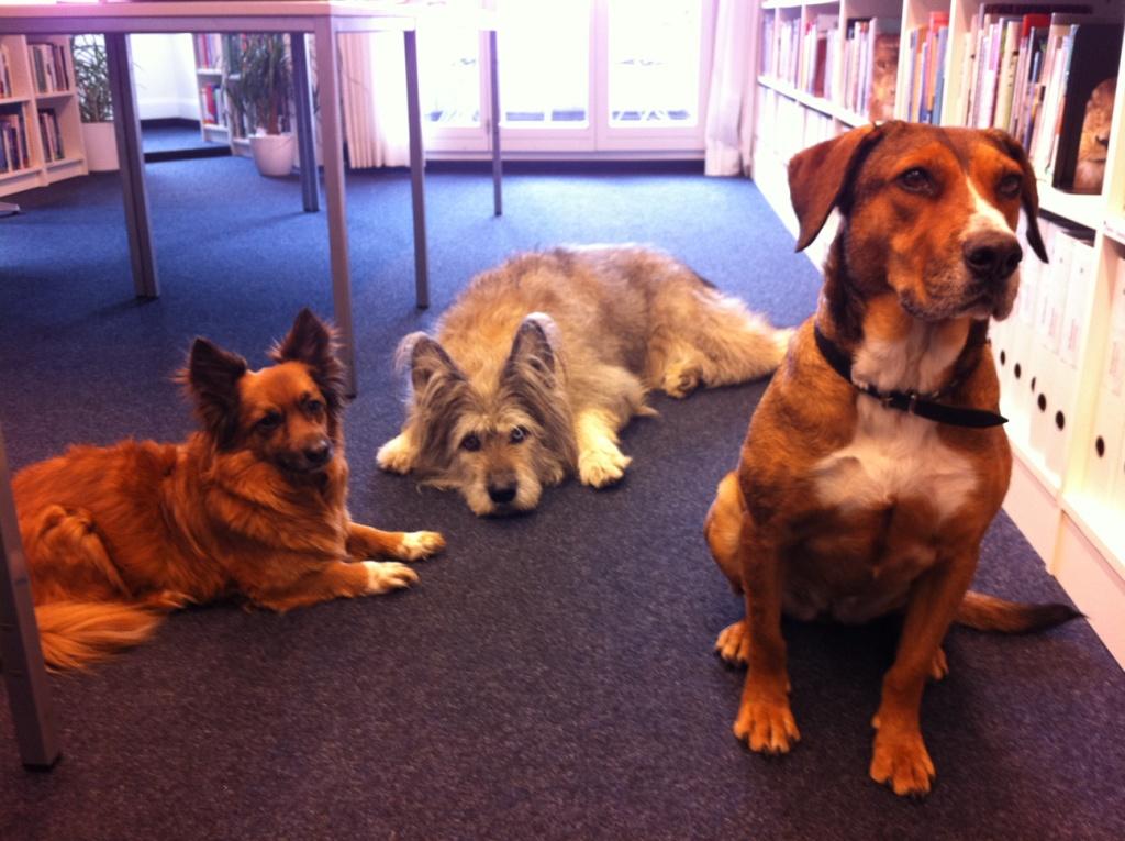 TIR-Hunde_2011.JPG