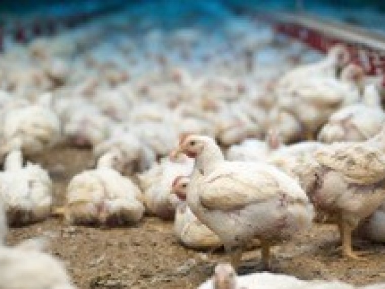 Tierschutzstrafpraxis 2016: TIR-Analyse zeigt massive kantonale Unterschiede bei der Verfolgung von Tierschutzdelikten und einen fast inexistenten Tierschutzstrafvollzug im Bereich der Nutzhuhnhaltung