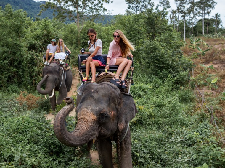TIR erfreut: Grösste Reisewebsite nimmt viele Wildtierattraktionen aus ihrem Angebot