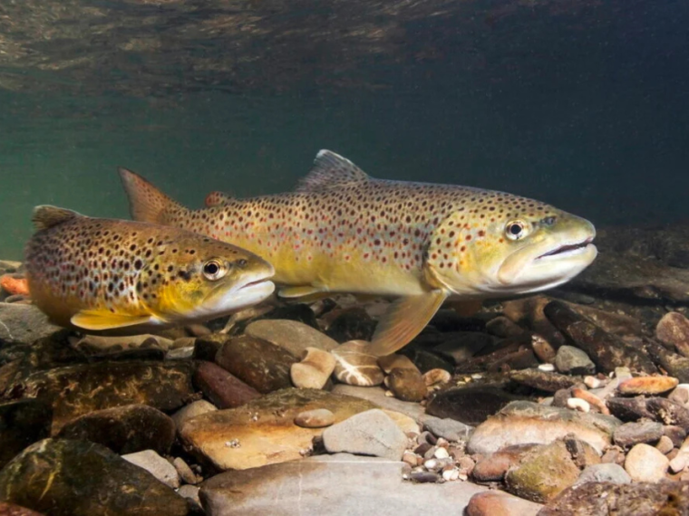 2000 Forellen verenden im Teich – Fischzüchter verurteilt
