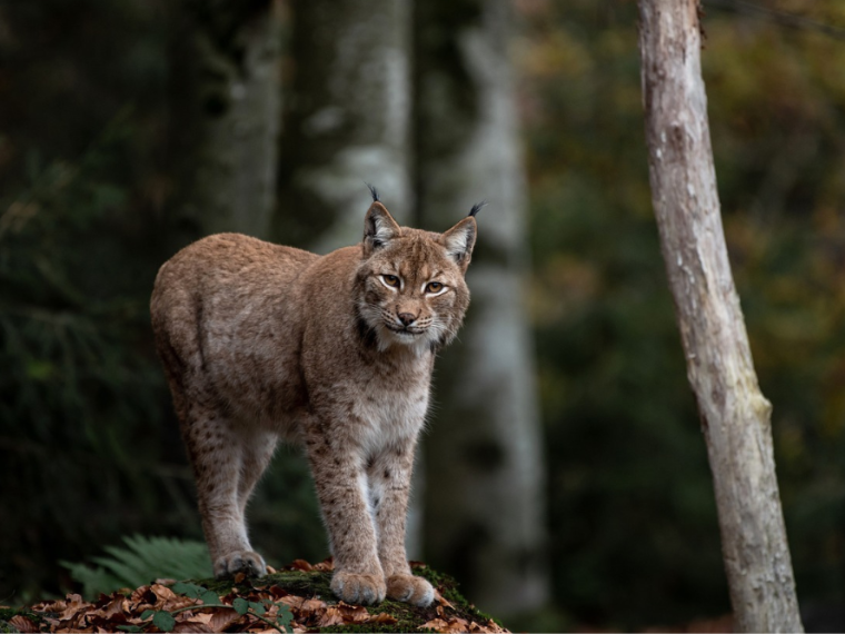 Luchs im Aargau erschossen – diese Strafe droht bei Wilderei