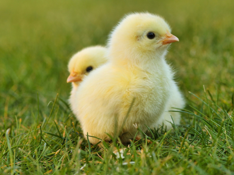 Schweizer Eierkonsum im Fokus: TIR fordert mehr Tierwohl und bewussten Konsum