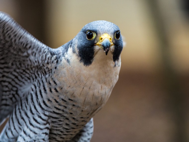 Tierquälerei an Habicht mit bedingter Freiheitsstrafe sanktioniert
