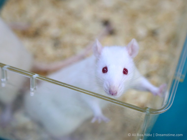 Tierversuchsstatistik 2021: Anstieg der Zahl eingesetzter Versuchstiere – insbesondere bei schwerbelastenden Versuchen