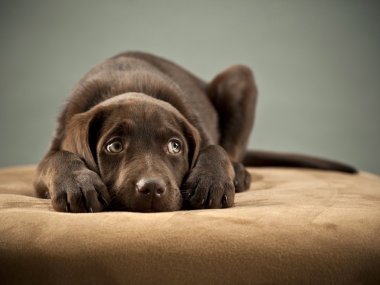 Stress und Angst am 1. August – TIR bittet um Rücksichtnahme für die Tiere