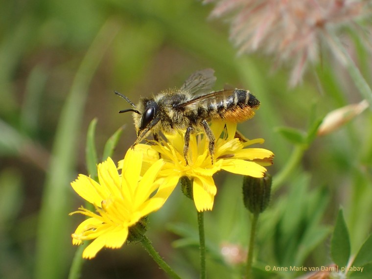 Wildbienen brauchen unsere Unterstützung – wie können wir ihnen helfen?