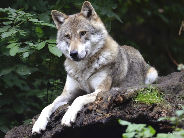 TIR enttäuscht über Änderungen im Jagdgesetz und in der Jagdverordnung