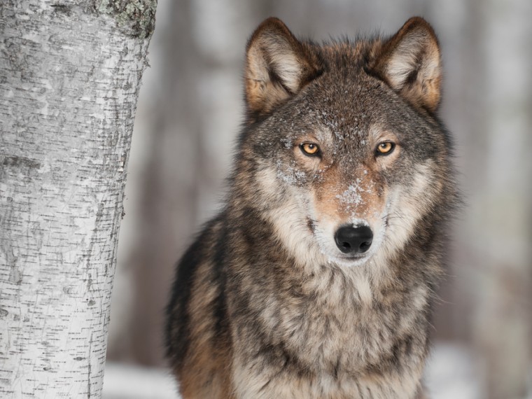 TIR enttäuscht: Ständerat lockert den Schutz des Wolfes