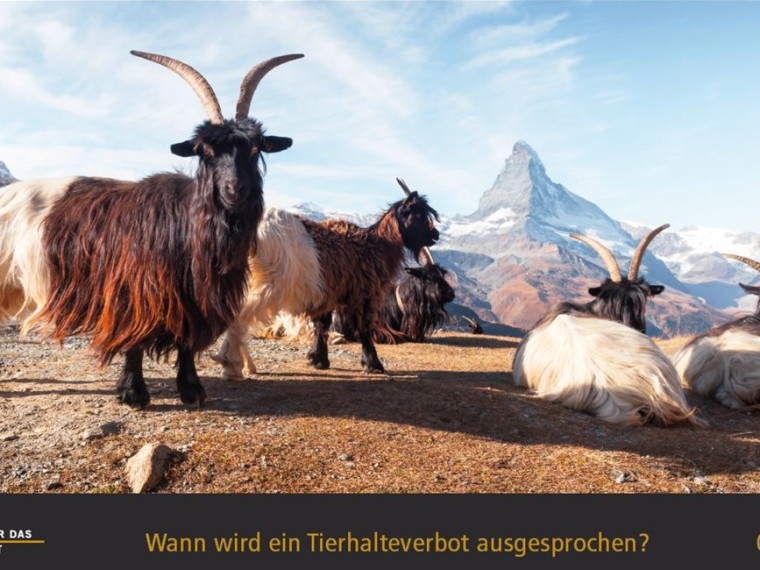 TIR-Kalender 2020 – Tierschutzrechtliche Frage im August