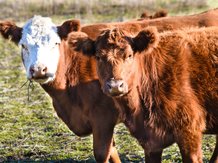 Tierschutzorganisationen warnen vor Fleischimporten aus Mercosur-Staaten