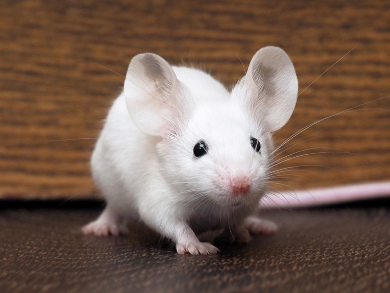 Tierschutzorganisationen fordern innovative Forschung ohne Tierleid – unterzeichnen Sie die Petition!