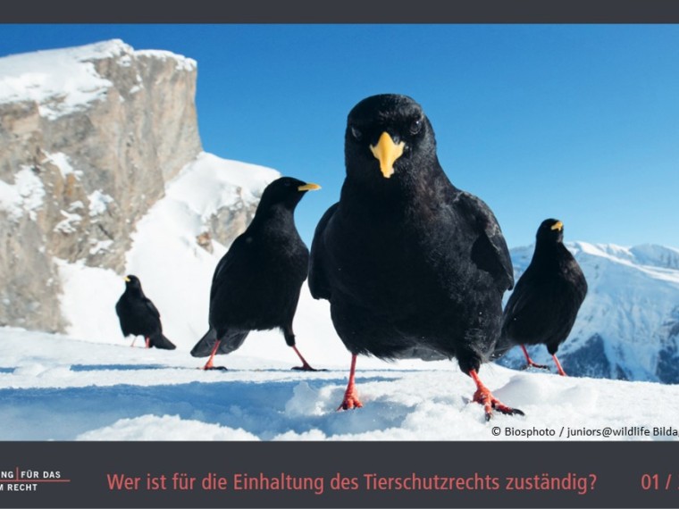 TIR-Kalender 2021 – Tierschutzrechtliche Frage im Januar